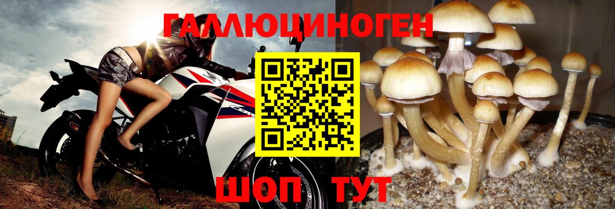 Псилоцибиновые грибы прущие грибы Удомля